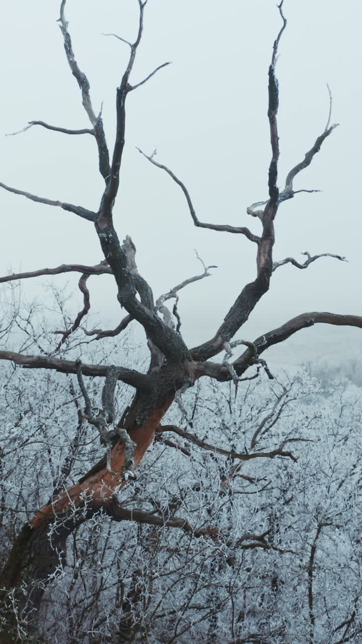 Trees in winter. Old brown tree among white snowy bushes and trees. Winter landscape. Vertical video
