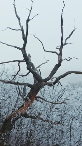 trees in winter. old brown tree among white snowy bushes and trees. winter landscape. vertical video