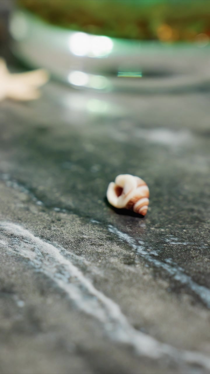 Close up of small seashell resting on textured stone surface with soft lighting and shallow depth of field. Shell remains stationary while background elements like starfish are slightly