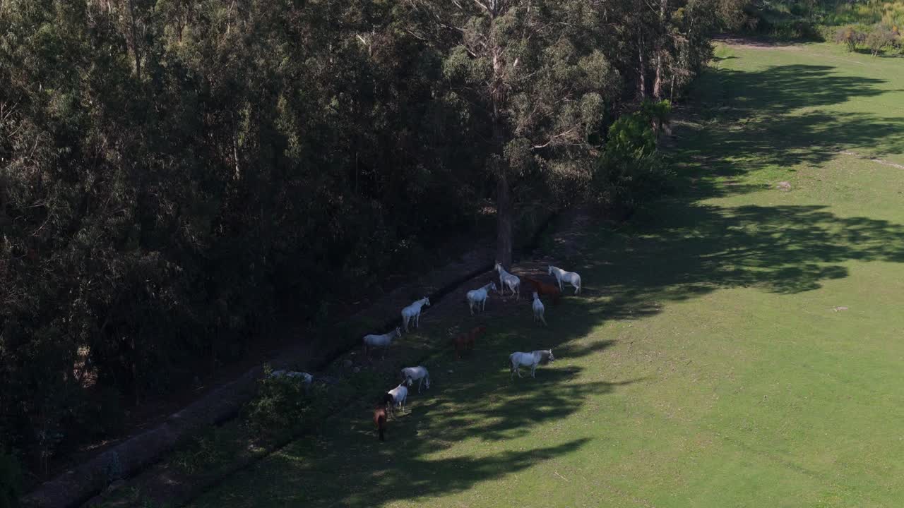 Horses under eucalyptus trees in a hill meadow in Melipilla, Chile