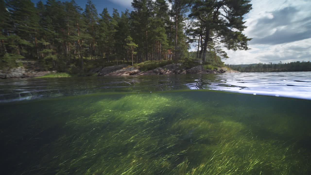 Una ripresa sopra e sotto l'acqua del fiume poco profondo. Alghe e laminarie ondeggiano dolcemente nell'acqua