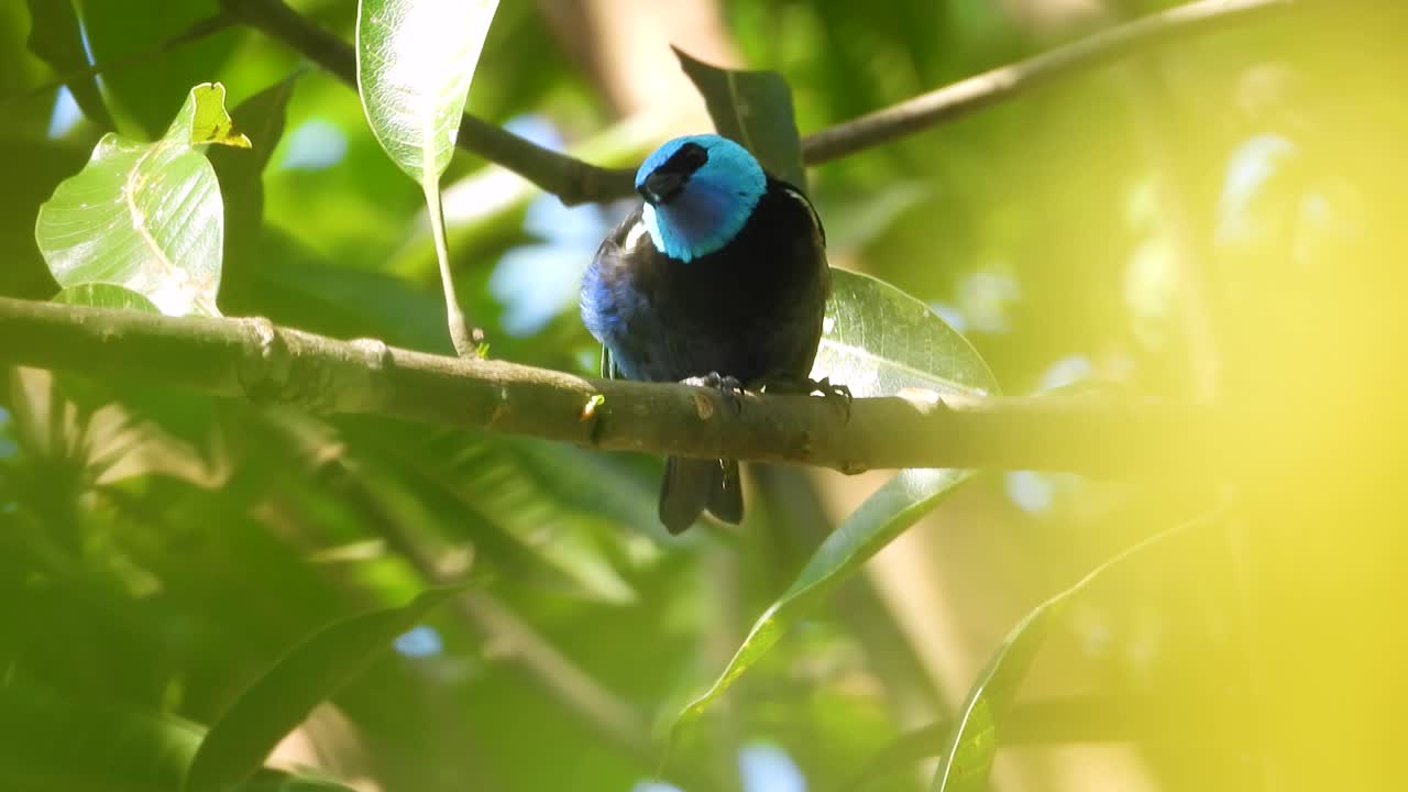 Masked Tanager lands on a branch before flying off on a sunny day in the middle of dense foliage