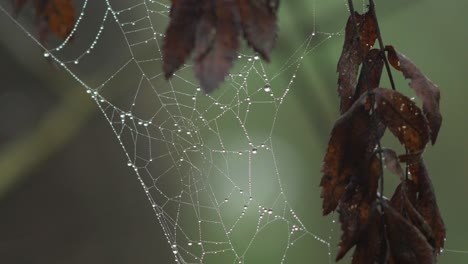 trapping spider web covered with morning dew, placed in meadow between stalks, misty day on an autumn meadow, closeup shot moving slowly in a calm wind