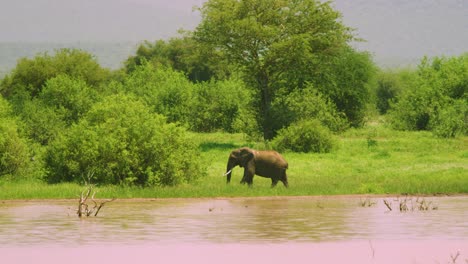 lone elephant explores waterhole and empty african plains in summer sun