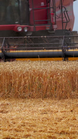 harvesting wheat. harvester machine working on field. agriculture machine harvesting golden ripe wheat on field. agricultural business. vertical video