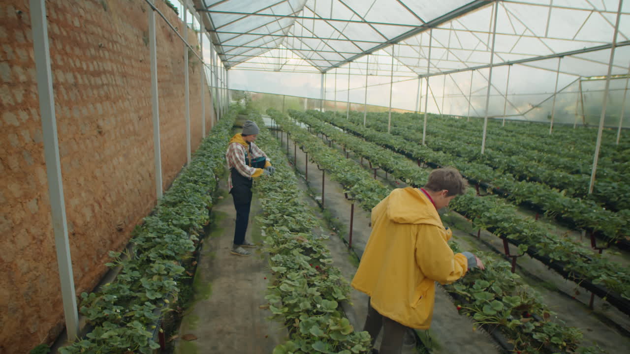 Female Farm Workers Harvesting Strawberry in Greenhouse