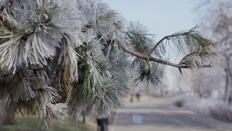 zarten kiefernadeln, die mit schnee bedeckt sind. nahaufnahme