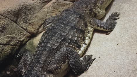 un cocodrilo yace inmóvil en una superficie arenosa en un recinto del zoológico, mostrando su piel texturizada bajo la luz natural