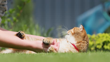 una mujer está jugando con su gato. la mascota yace en un césped verde en la puerta trasera de la casa