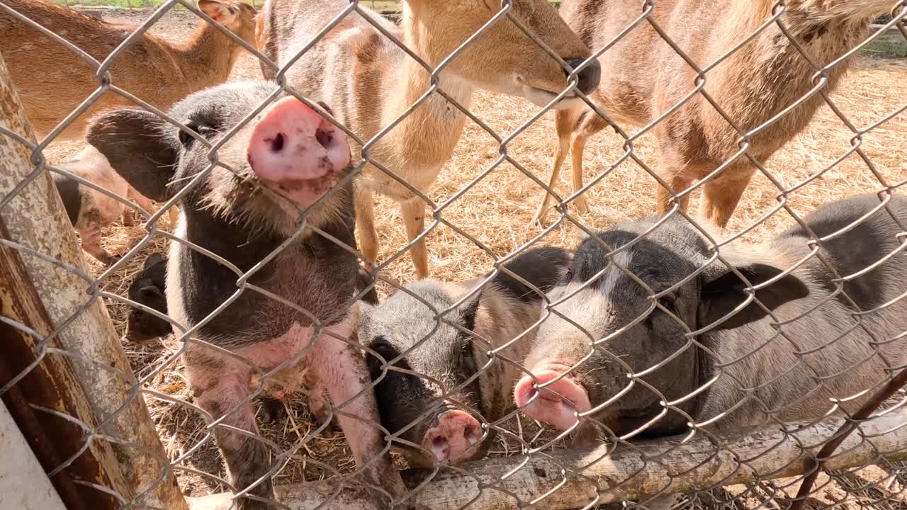 동물들은 울타리 뒤에서 상호 작용하고 먹이를 먹습니다.