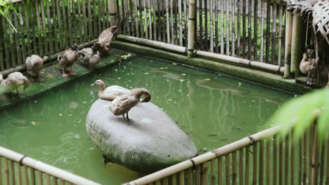 ducks in a pond