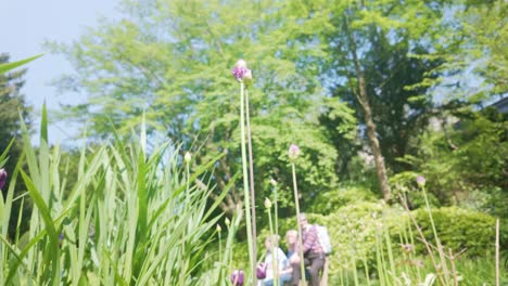 purple tulips in parkland with people resting on seat out of focus background