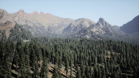 Beautiful-sunset-view-in-cedar-forest-in-front-of-sayan-mountain-range