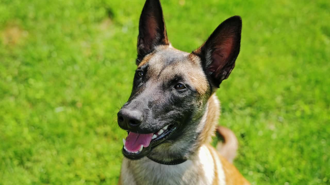 Athletic Belgian Malinois in bright green meadow shows alert, protective stance