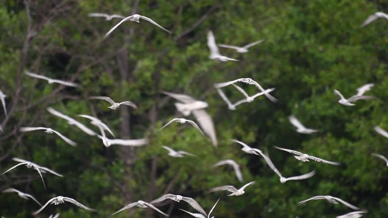 los charranes son aves marinas que se pueden encontrar en todo el mundo en el mar, ríos y otros cuerpos de agua más amplios