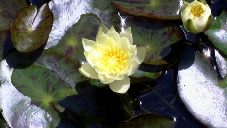 Un-Nenúfar-Florece,-Permanece-Abierto-Y-Luego-Cierra-Sus-Pétalos-En-Un-Movimiento-De-Lapso-De-Tiempo