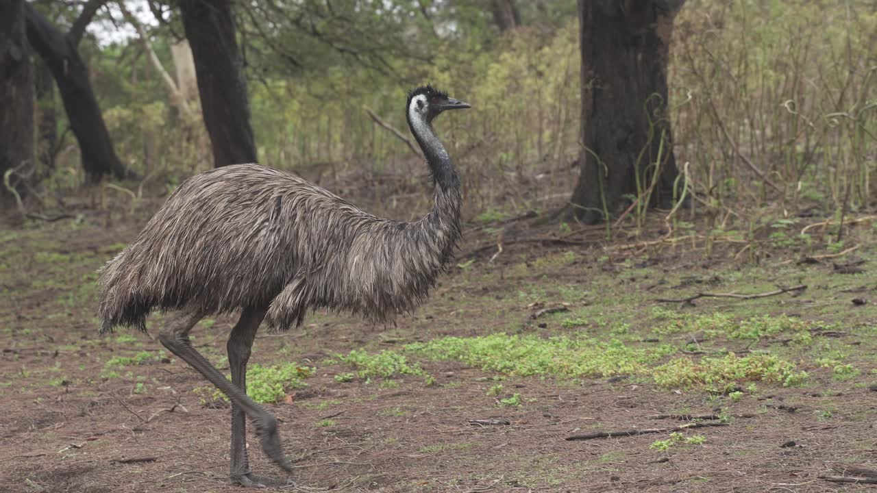 4K30 Emù che cammina e cerca cibo nell'Outback australiano