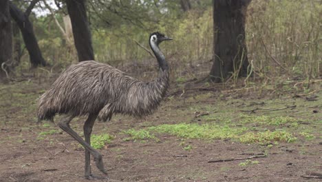 4k30 emu bird walking and searching for food in the australian outback