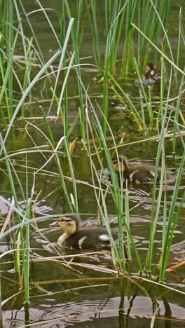 brood of ducklings swimming through lake reed grass habitat.vertical