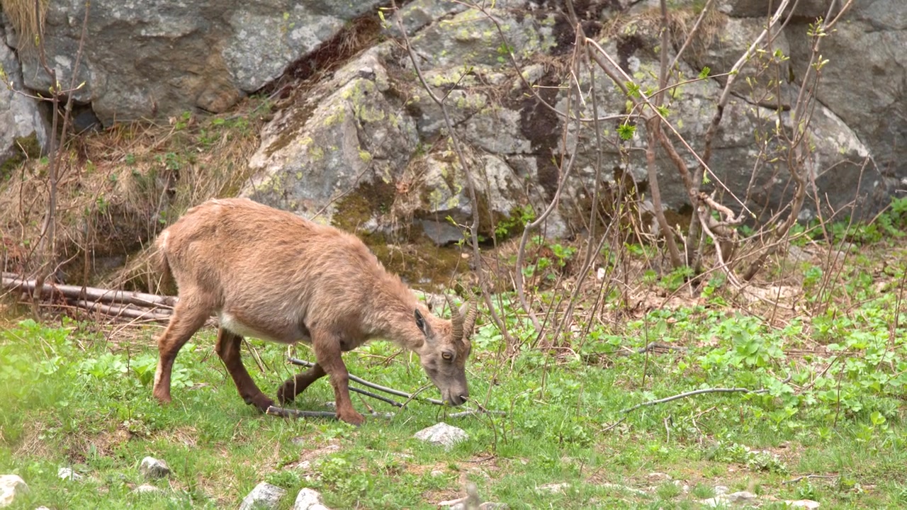 Uno stambecco alpino selvatico pascola su un verde pendio di montagna su uno sfondo roccioso.