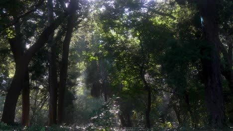 buenos aires espectacular y magico jardin botanico zoom lento