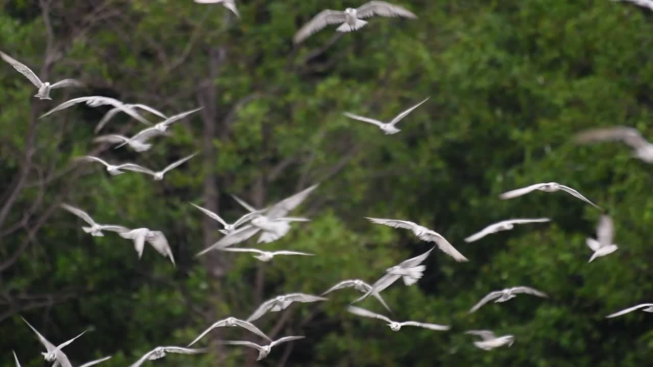 제비갈매기는 전 세계 바다, 강 및 기타 더 넓은 수역에서 볼 수 있는 바닷새입니다.