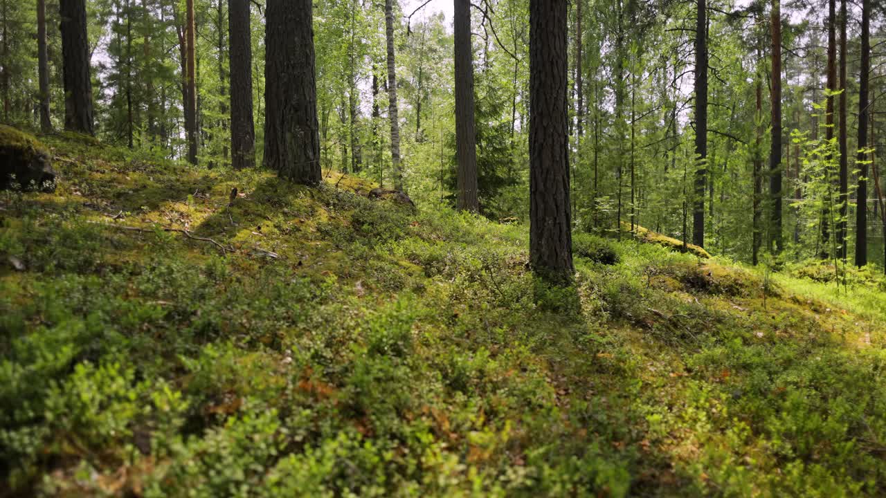 Veduta aerea della foresta in Finlandia. La splendida natura della Finlandia