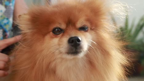 fluffy pomerania dog brush groomed, face, look, blink, content closeup