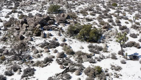 joshua trees reserve coated in snow