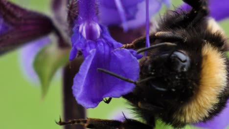 macro shot of a bumblebee hanging on a purple flower in slow motion