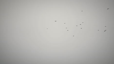 toma del cielo gris donde vuelan los pájaros