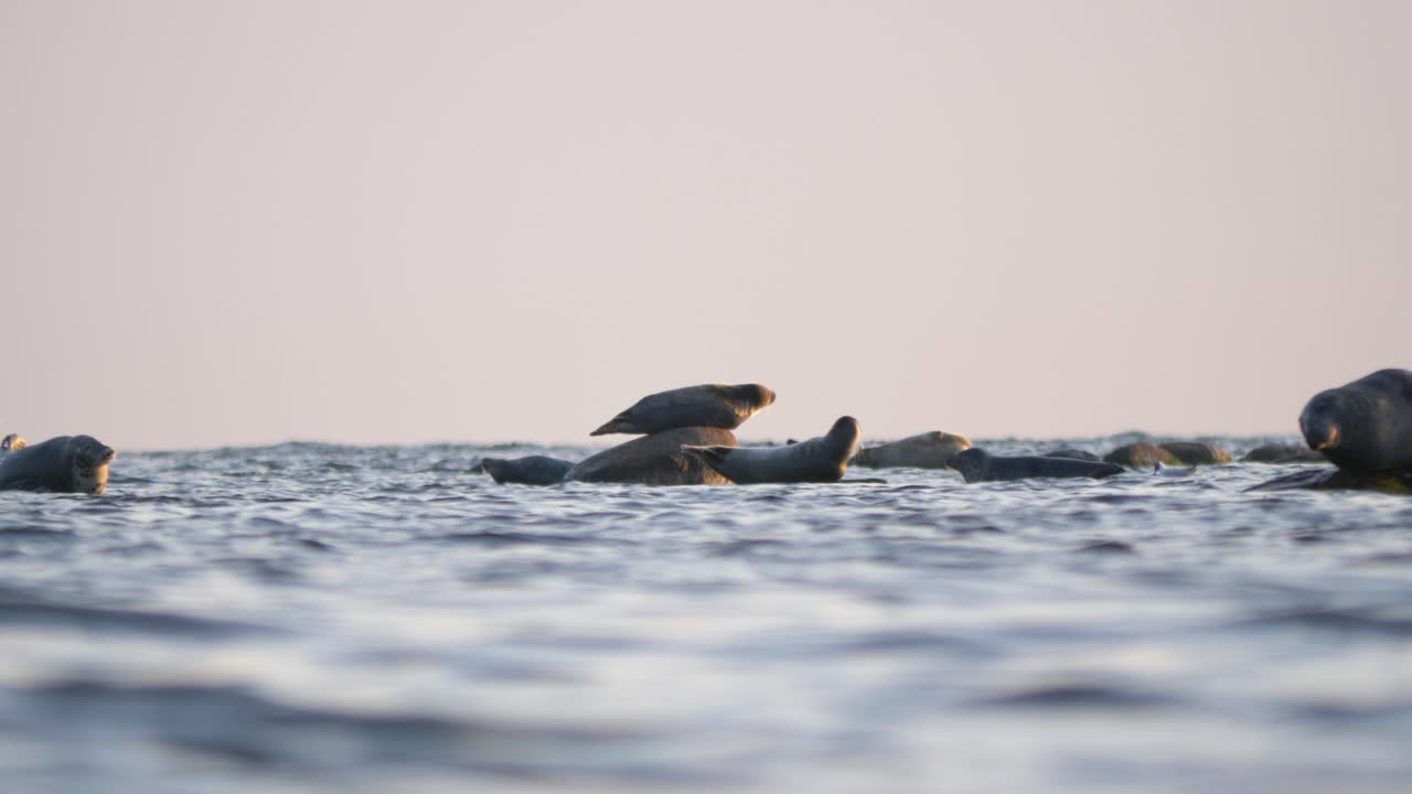 발트해 한가운데 돌 위에 놓인 여러 물개의 아름다운 사진
