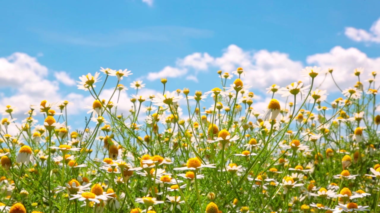 Chamomile daisies blooming in a field with the sky in the background