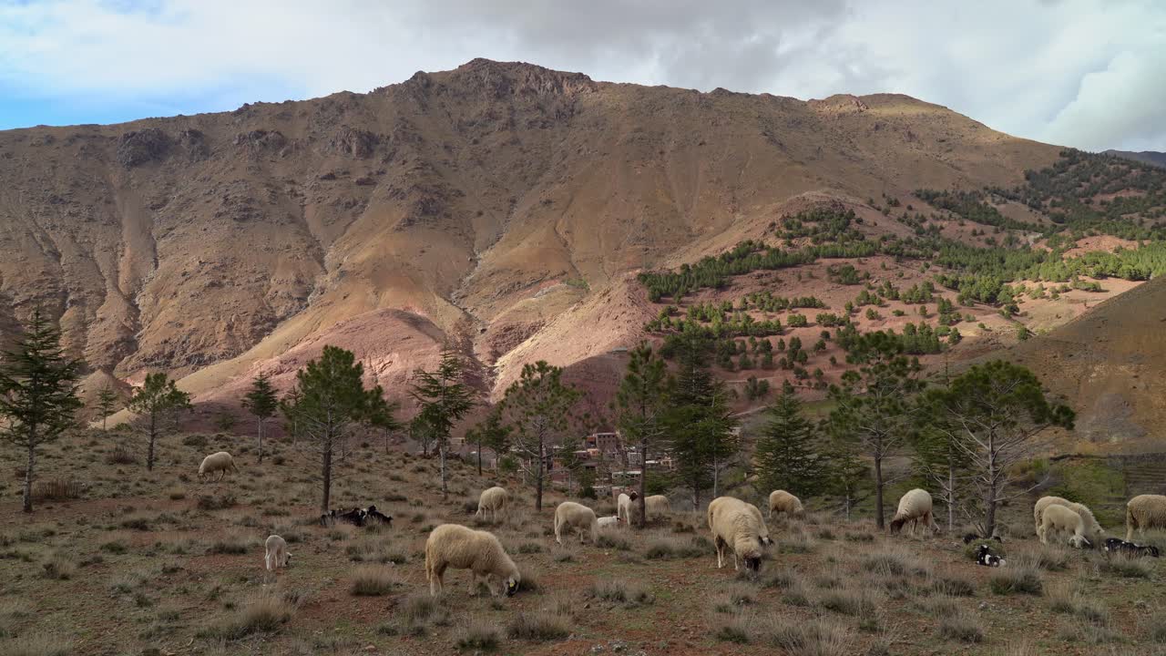 Rolling meadows and rocky slopes of Toubkal Mountain in Morocco stretch beneath a vast blue sky, where flocks of sheep and goats wander freely