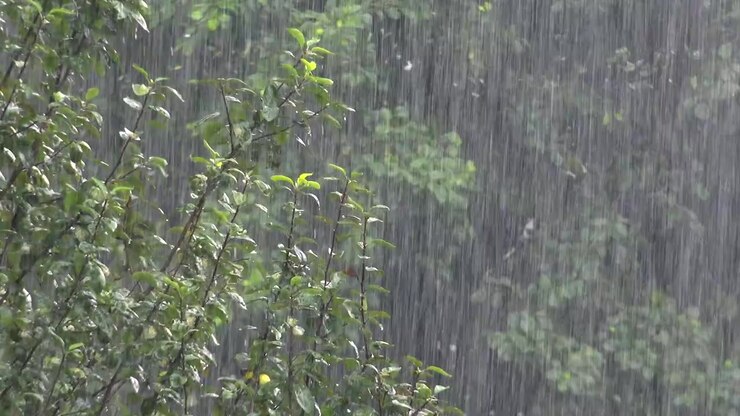 Heavy Rain Falling on Green Tree Branches