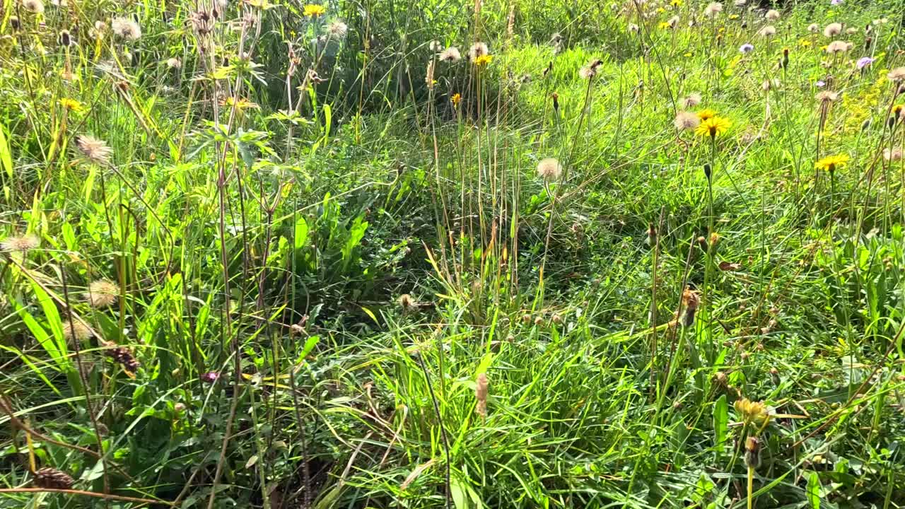 Camera slowly pans over a sunlit meadow filled with common dandelions and tall grasses, capturing vibrant green foliage and natural botanical textures