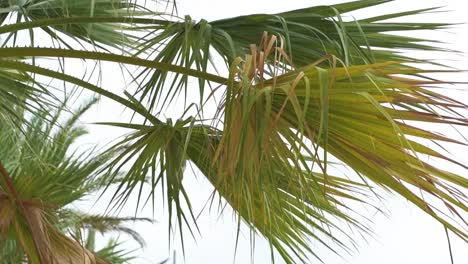 Detail of palm leaves moving with the womb over a white sky