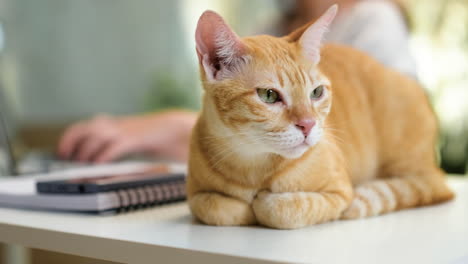 Mujer-Trabajando-En-Una-Computadora-Portátil-Con-Un-Gato