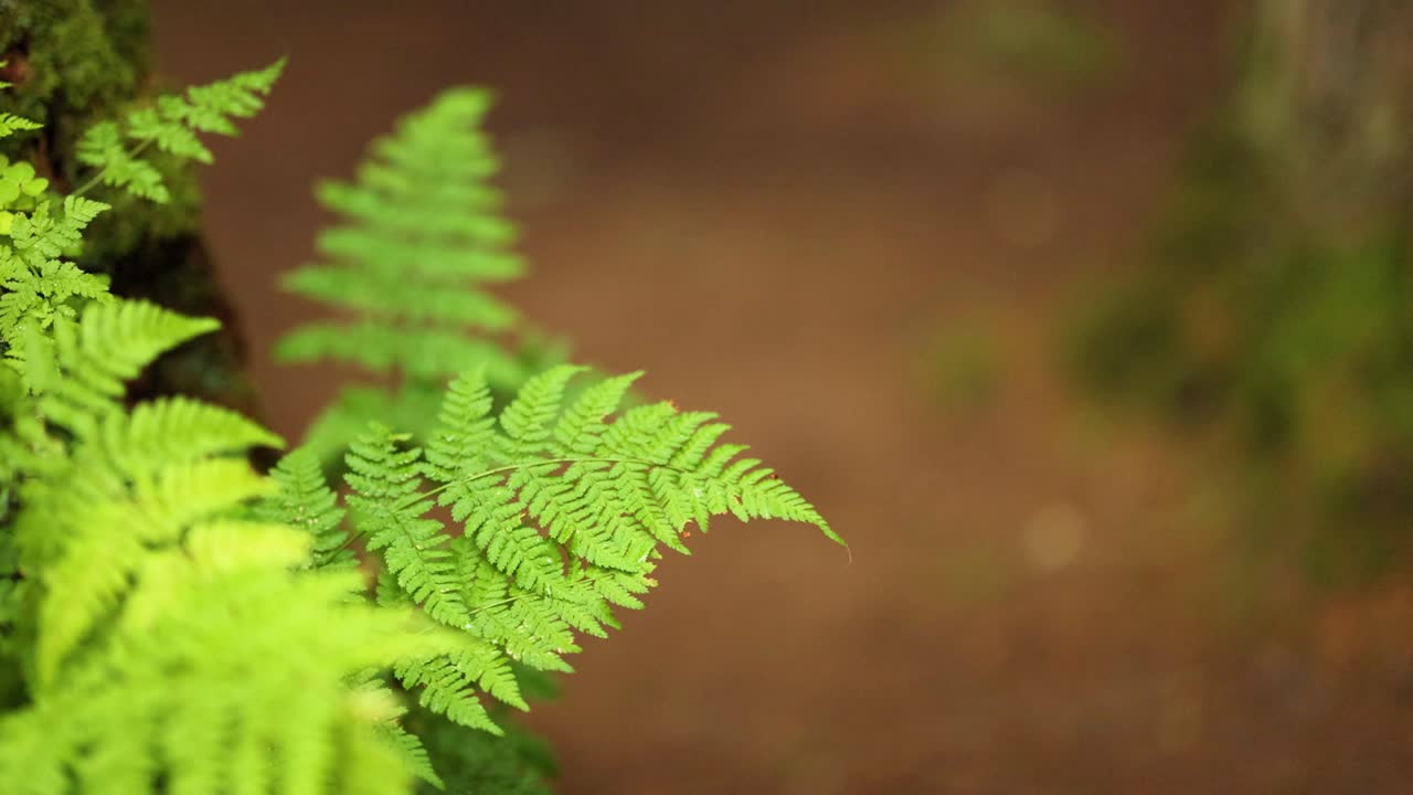 primer plano de helechos en el bosque oscuro