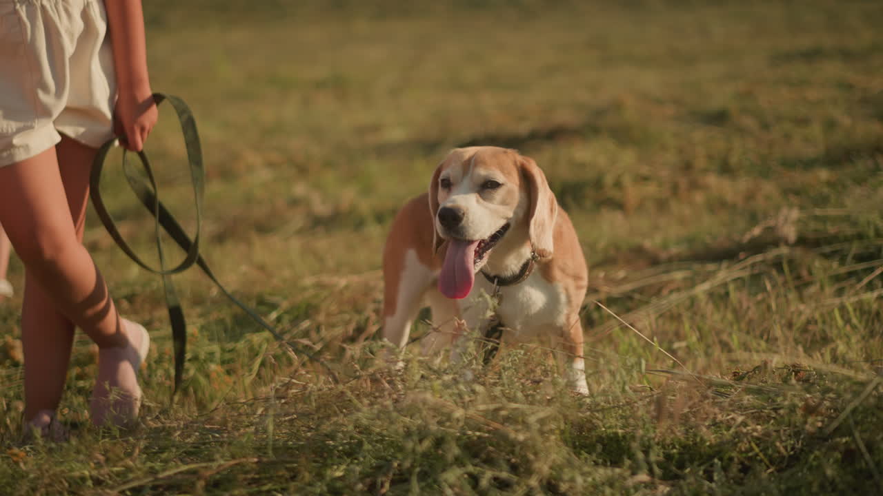 Close-up of little girl holding leash while curious dog stands on grassy field looking around, scene captures playful and inquisitive nature of young child and pet dog