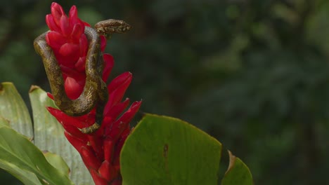 one malabar pit viper found in a garden around the western ghats of india was sitting on the pretty red flowers and a big bullet ant came to inspect it crawled over its mouth and went back