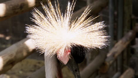 detailed close-up footage of a crowned crane, emphasizing its unique crown feathers and beautiful plumage, capturing the bird’s graceful appearance and natural beauty