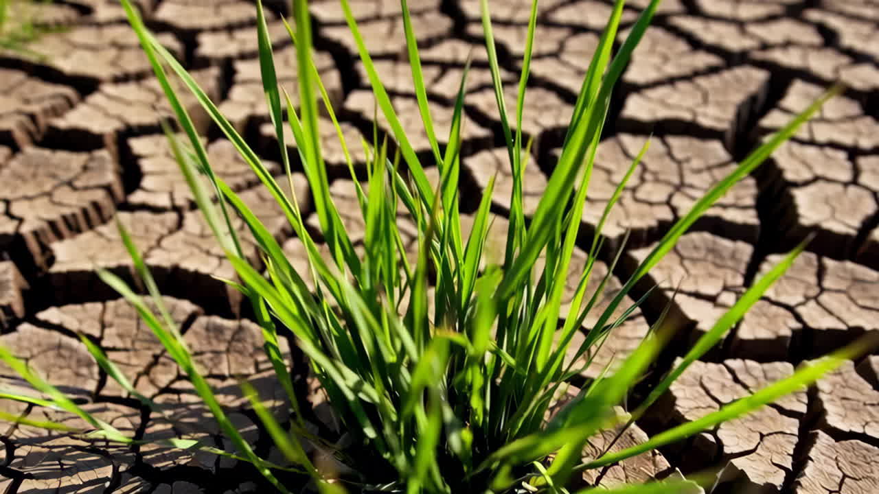 Resilient Grass Growing Through Cracked Earth