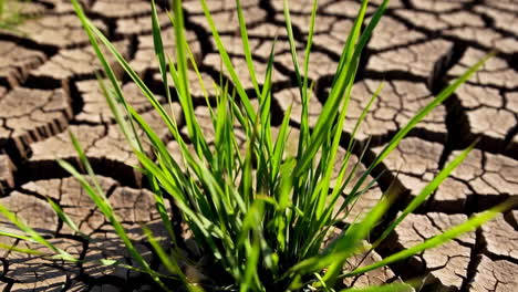 resilient grass growing through cracked earth