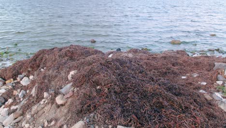 Schmutzige-Blätter-Und-Felsen-Am-Flussufer