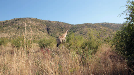 giraffe grazing the tree tops