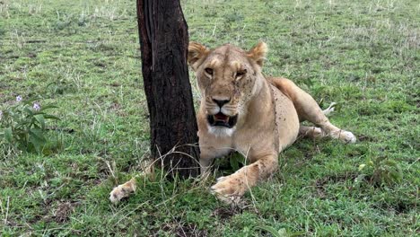 maasai lion (panthera leo massaicus) tries to sleep despite hundreds of flies on his face. serengeti national park. tanzania.