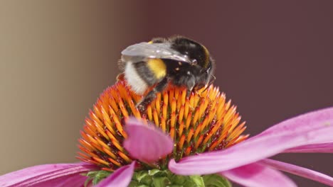 la parte trasera de un abejorro en una flor de cono naranja recolectando néctar