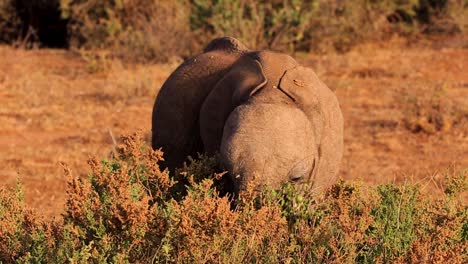 portrait of wild baby african elephant eating fresh leaves in african savanna in serengeti national park, kenya africa