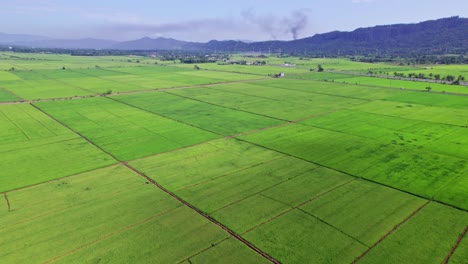 Rice-field-at-Bonao-in-Dominican-Republic